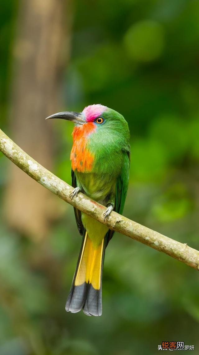 棕色配什么颜色比较搭？