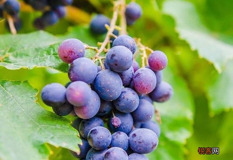 葡萄一天吃多少为宜
