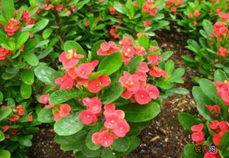 麒麟花适合家里养吗