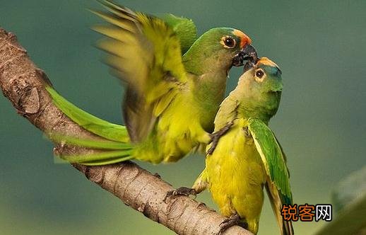 蓝喉锥尾鹦鹉产自哪里？蓝喉锥尾鹦鹉的简介