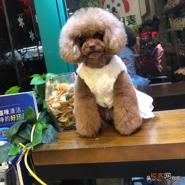 如果你养的宠物生病了你会坚持为它治疗吗？你会嫌弃它吗？