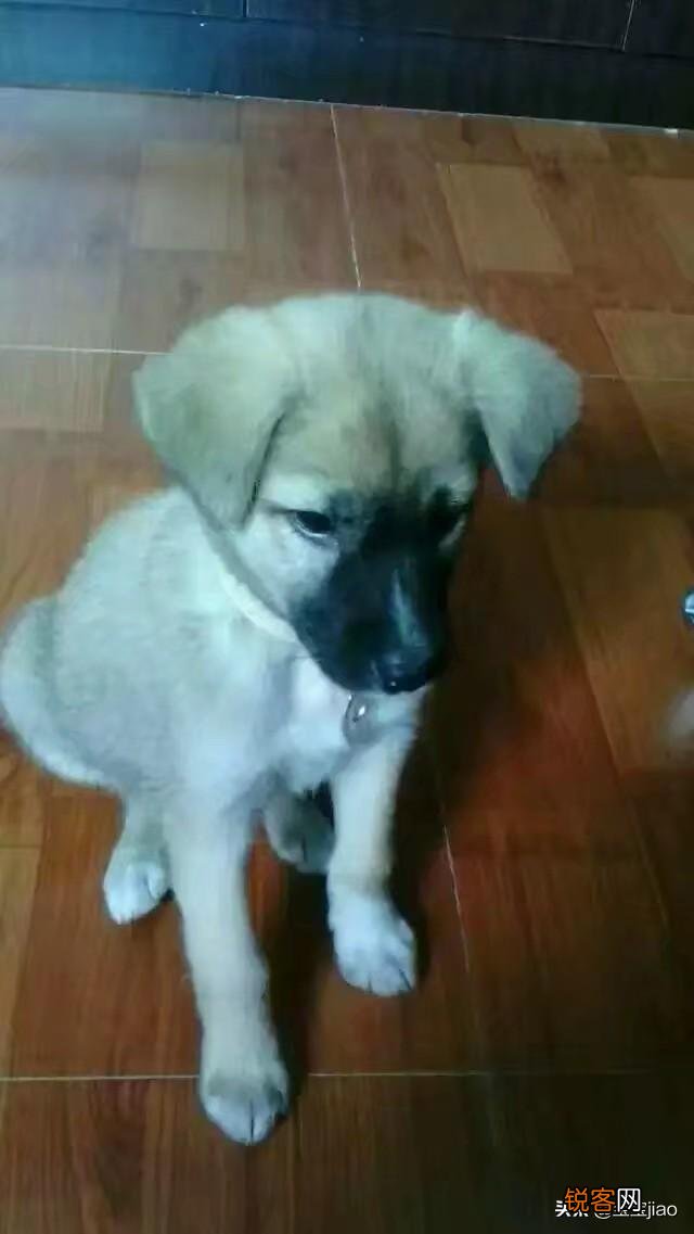 如果你养的宠物生病了你会坚持为它治疗吗？你会嫌弃它吗？