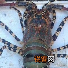 你曾脑子一抽买过什么东西？