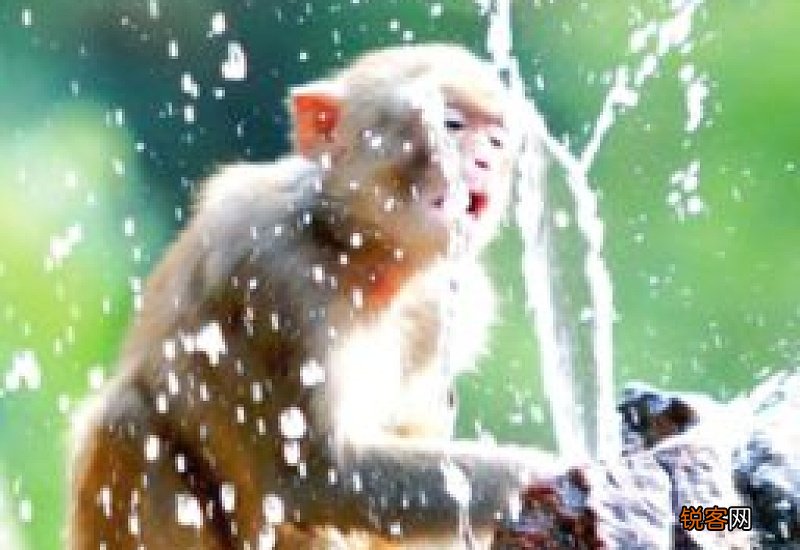 常见小动物的避暑方法有哪些