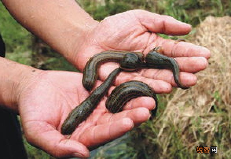 水蛭如何养殖技术