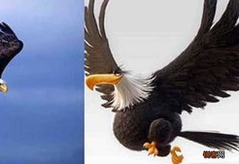 鸟家是什么牌子的衣服