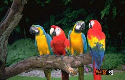 栗额金刚鹦鹉饲养方法 栗额金刚鹦鹉的价格