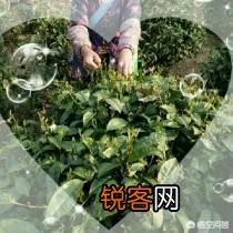 是哪些事让你意识到她是绿茶女？