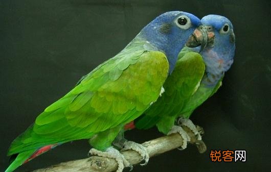 鳞头鹦鹉是怎样的？鳞头鹦鹉的产地