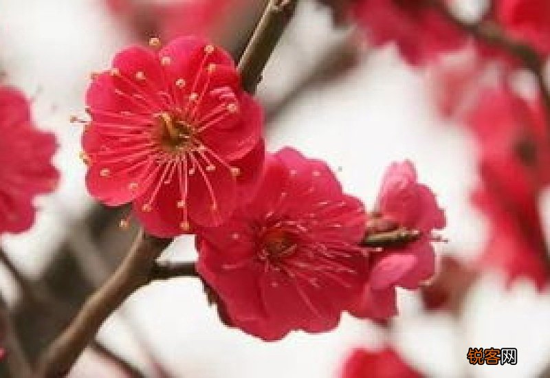 梅花有多少种颜色