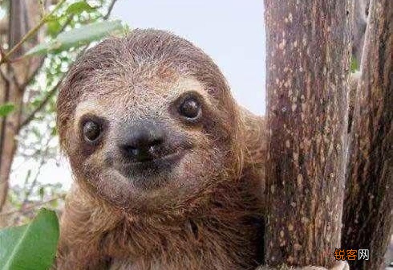 到底是树獭还是树懒