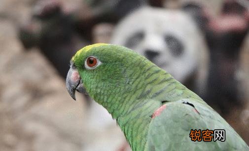绿颊锥尾鹦鹉的外形特征 绿颊锥尾鹦鹉的简介