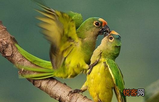 绿颊锥尾鹦鹉如何饲养？绿颊锥尾鹦鹉的生活环境