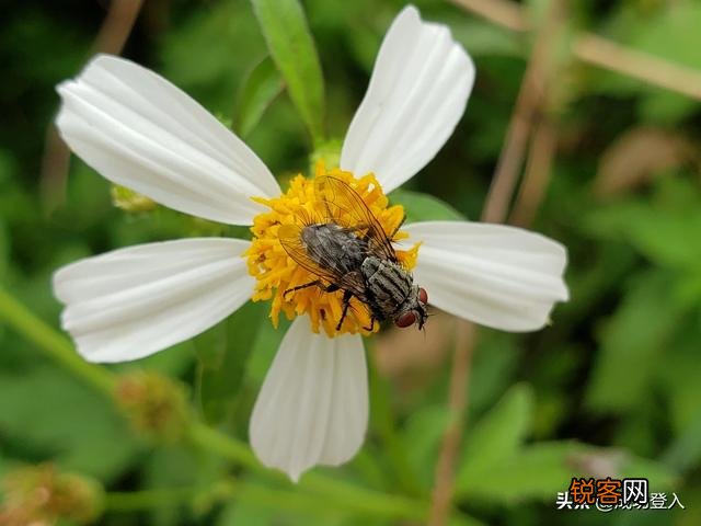 想买部四千左右的手机,主要用来拍照,求推荐？