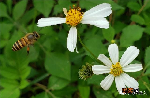 想买部四千左右的手机,主要用来拍照,求推荐？