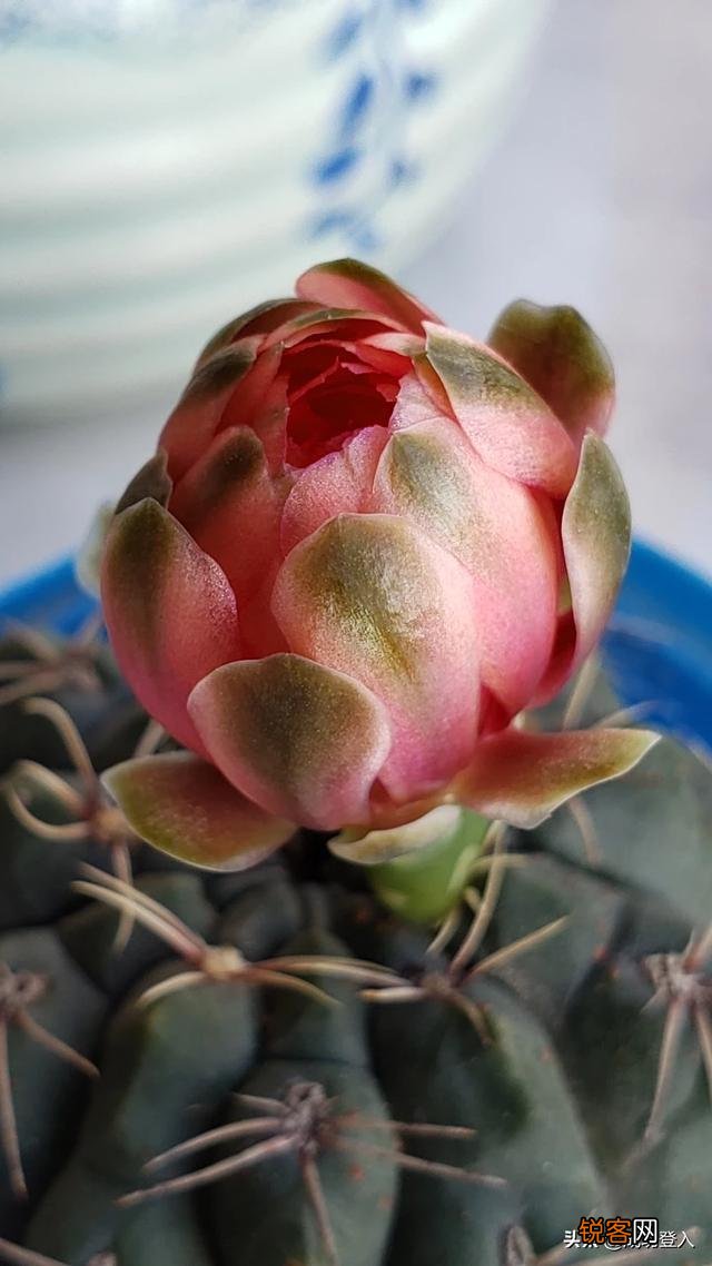 想买部四千左右的手机,主要用来拍照,求推荐？