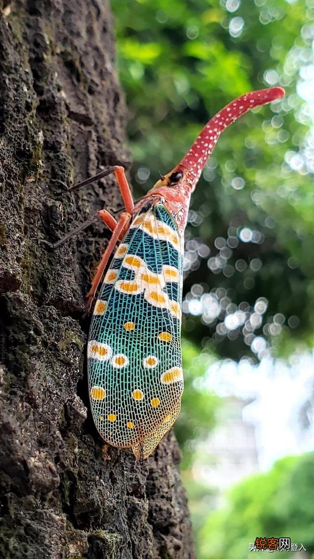 想买部四千左右的手机,主要用来拍照,求推荐？