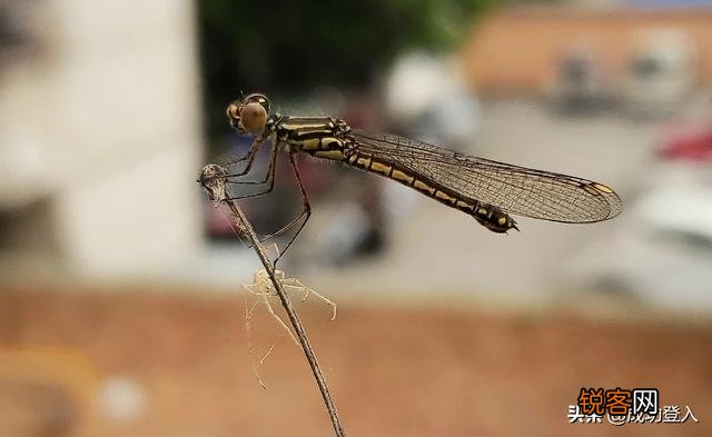 想买部四千左右的手机,主要用来拍照,求推荐？