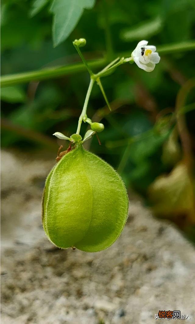 想买部四千左右的手机,主要用来拍照,求推荐？