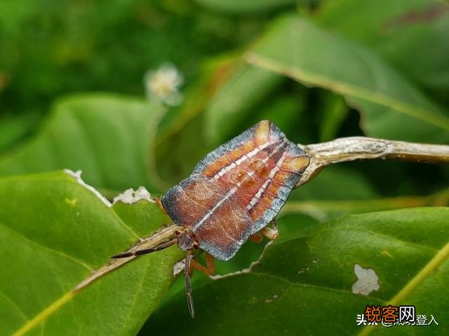 想买部四千左右的手机,主要用来拍照,求推荐？