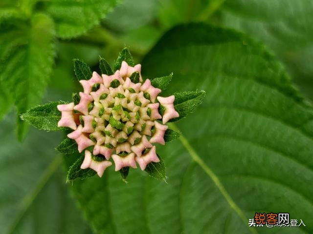 想买部四千左右的手机,主要用来拍照,求推荐？