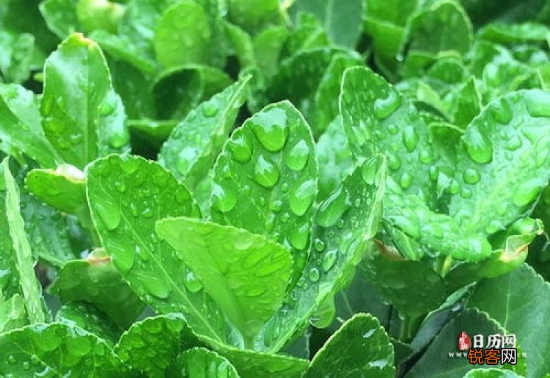 2021谷雨是哪一天几点