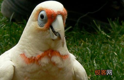 米切氏凤头鹦鹉简介 米切氏凤头鹦鹉产地