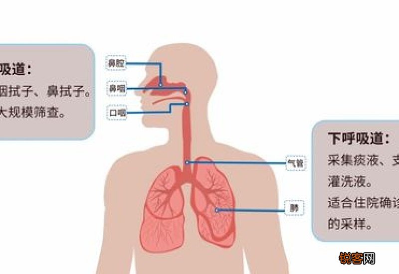 核酸检测阴性就是没有感染吗