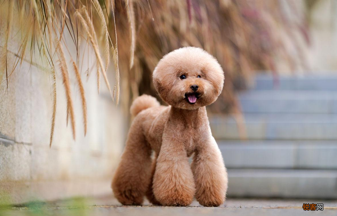 最漂亮的狗狗品种图片 十大狗狗颜值大排名