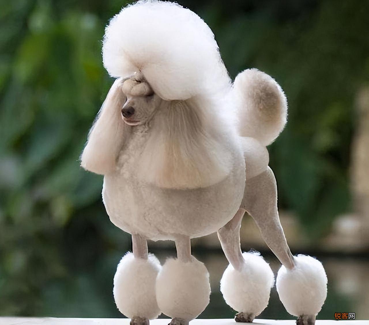 最漂亮的狗狗品种图片 十大狗狗颜值大排名