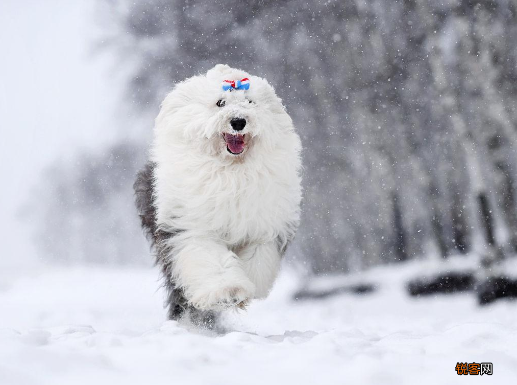 最漂亮的狗狗品种图片 十大狗狗颜值大排名