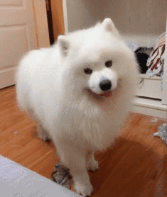 最漂亮的狗狗品种图片 十大狗狗颜值大排名