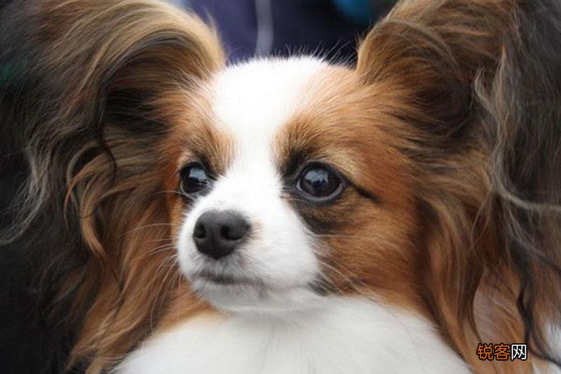 最漂亮的狗狗品种图片 十大狗狗颜值大排名