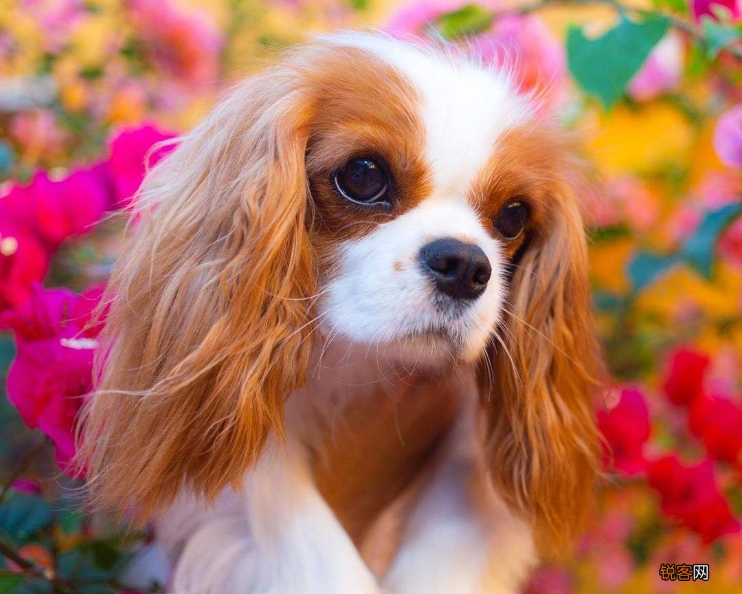 最漂亮的狗狗品种图片 十大狗狗颜值大排名