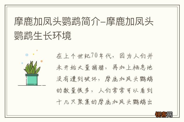 摩鹿加凤头鹦鹉简介-摩鹿加凤头鹦鹉生长环境