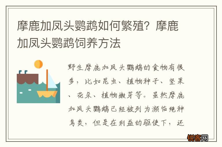 摩鹿加凤头鹦鹉如何繁殖？摩鹿加凤头鹦鹉饲养方法