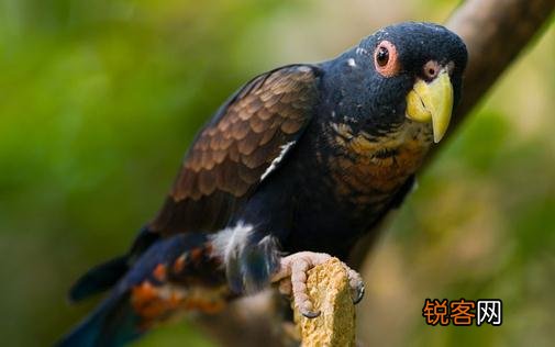 青铜翅鹦鹉的产地 青铜翅鹦鹉的简介