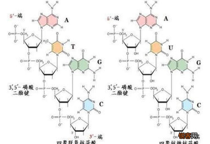 核酸检测有几种采集方法