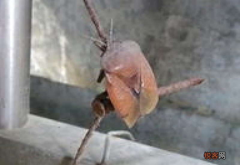 荔枝树上的虫子