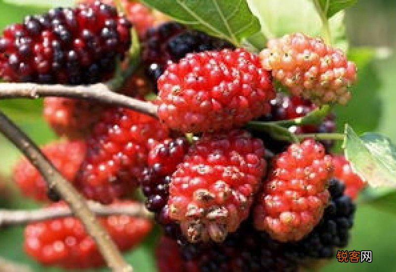 桑葚相克的食物有哪些