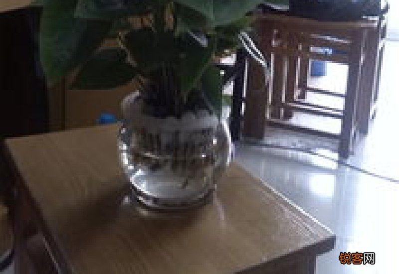 水培薄荷怎么养？水培薄荷的养殖方法和注意事项