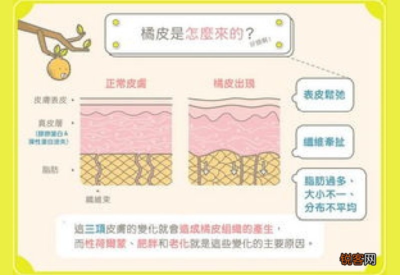 橘皮组织和肥胖没啥关系