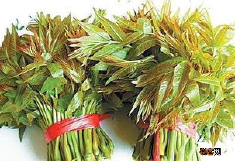 香椿怎样长期保存