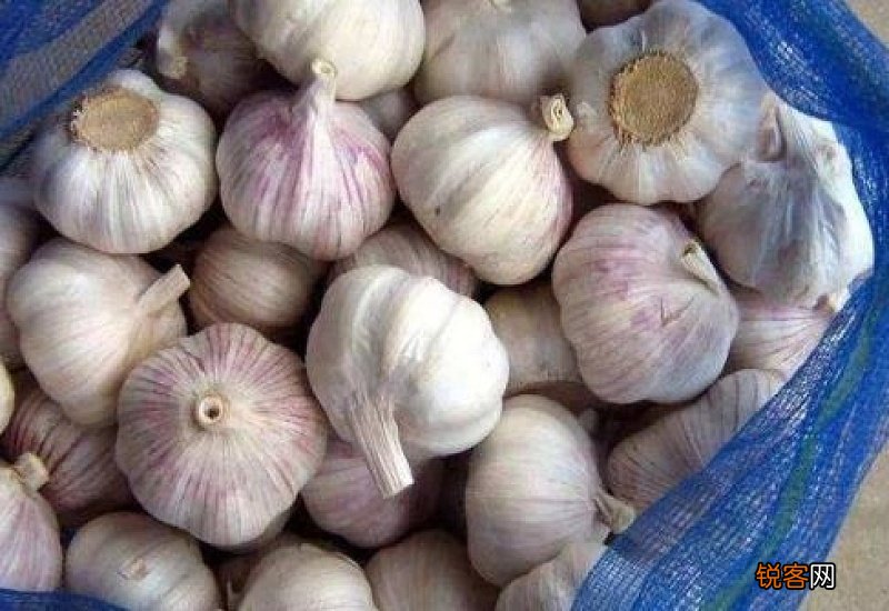 怎样长期保存大蒜不生芽