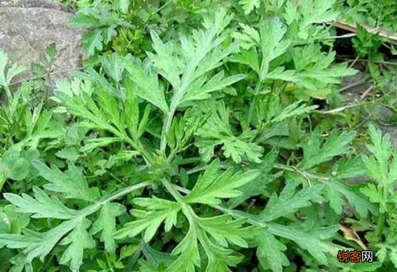 艾叶有哪些用处