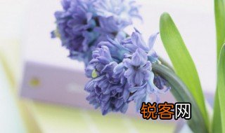 铁树开花下一句是什么 铁树开花的经典下一句