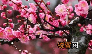 梅花象征的意义是什么意思 梅花的寓意