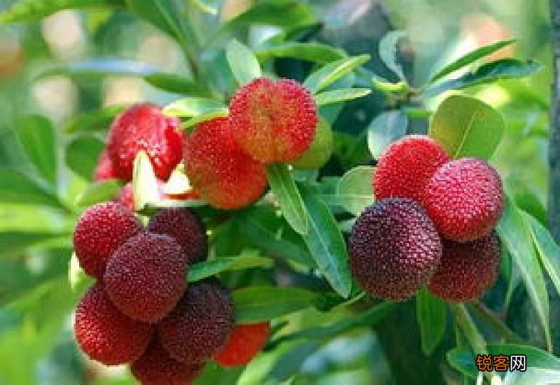 杨梅洗完可以放多久