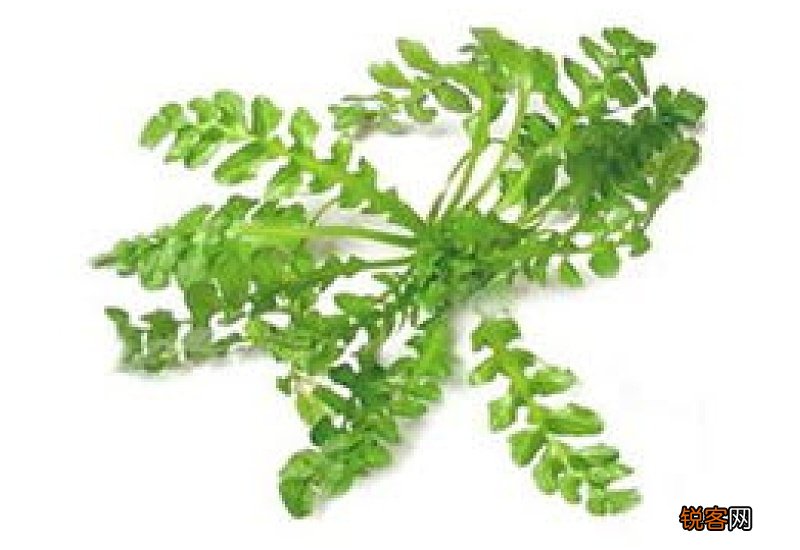 荠菜怎样放冰箱保存