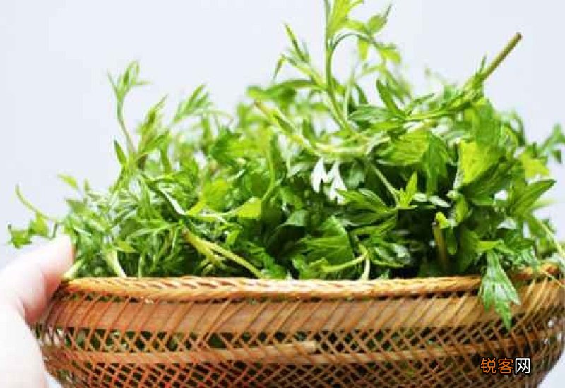 艾叶泡脚一周泡几次